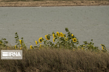 Sunflower plains in northern Iran