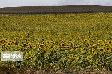 Sunflower plains in northern Iran