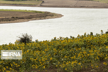 Sunflower plains in northern Iran