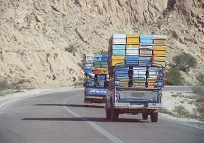 شکوفایی صنعت عسل در بستک هرمزگان با استقرار ۱۰ هزار کندوی مدرن