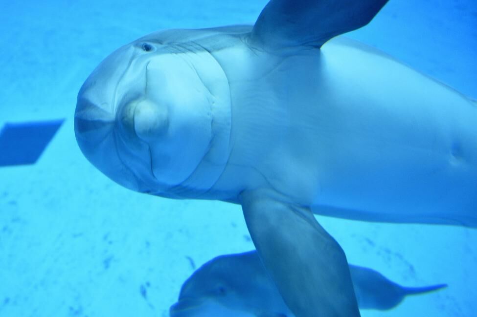 جواب آزمایش‌های دلفین مرده برج میلاد به محیط زیست ارسال شد