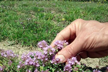 تولید نشایی گیاه دارویی آویشن در گلخانه برای اولین بار در استان اردبیل