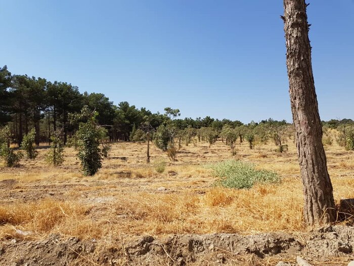 شناسنامه‌دار شدن ۳۳هزار باغ و ضرورت جلوگیری از آفت‌زدگی بوستان‌های چیتگر و لویزان