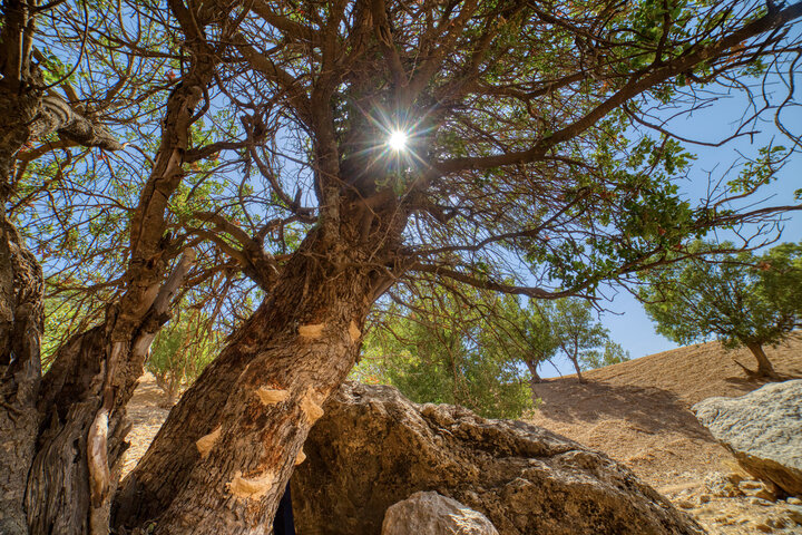 تیغ‌زنی بَنِه ممنوع