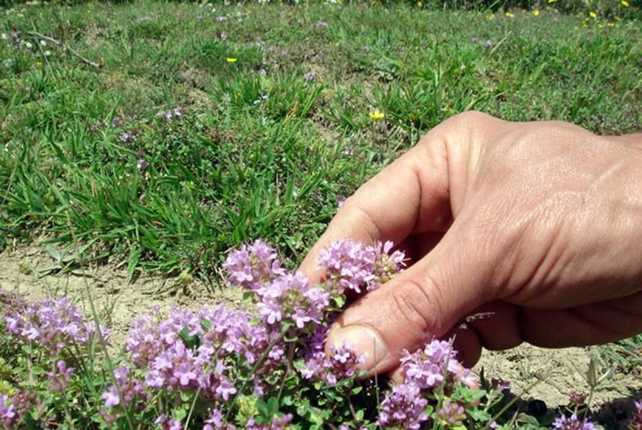 تولید نشایی گیاه دارویی آویشن در گلخانه برای اولین بار در استان اردبیل