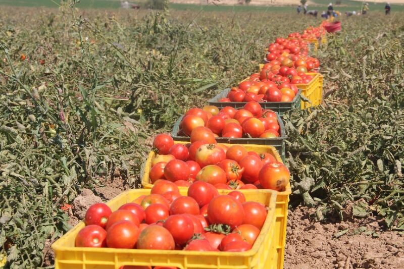 ۱۰ هزار تن گوجه فرنگی در آذربایجان‌شرقی خریداری می‌شود 