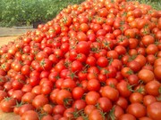 قیمت گوجه فرنگی در بازار قزوین کاهش یافت
