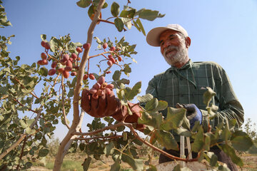 برداشت پسته از باغات خراسان شمالی