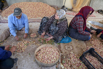 برداشت پسته از باغات خراسان شمالی