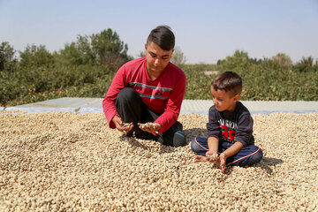 برداشت پسته از باغات خراسان شمالی