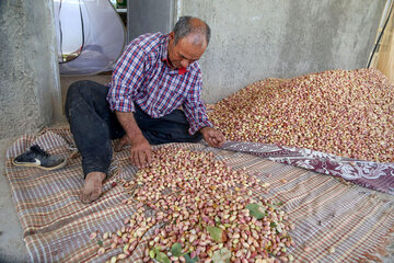 برداشت پسته از باغات خراسان شمالی