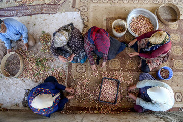 برداشت پسته از باغات خراسان شمالی