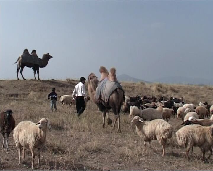 کوچ پاییزه عشایر استان اردبیل آغاز شد