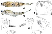 شناسایی ۱۸ گونه جدید از حشرات آبزی 