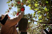 برداشت ۱۹۰ هزار تن سیب درختی در سمیرم آغاز شد
