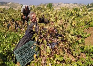 برداشت انگور سیاه از باغات بانه