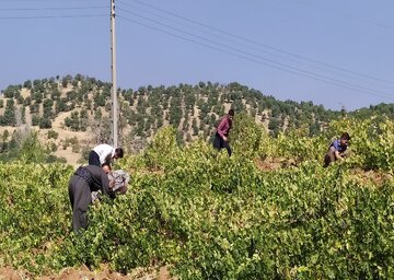 برداشت انگور سیاه از باغات بانه