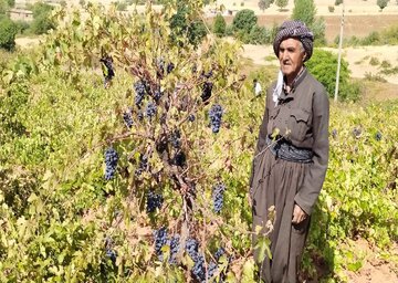 برداشت انگور سیاه از باغات بانه