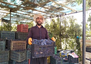 ۵۰ هزار تن انگور سیاه از تاکستان‌های سردشت برداشت می‌شود