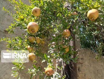 Garden alleys in Fall in center Iran