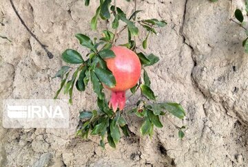 Garden alleys in Fall in center Iran