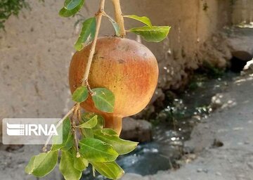 Garden alleys in Fall in center Iran