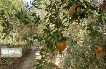 Garden alleys in Fall in center Iran