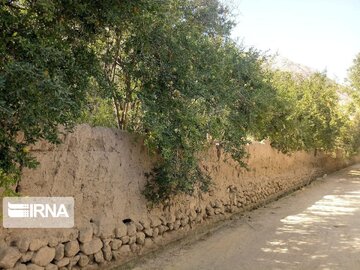 Garden alleys in Fall in center Iran