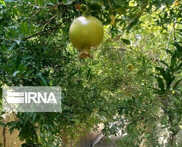 Garden alleys in Fall in center Iran