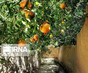 Garden alleys in Fall in center Iran