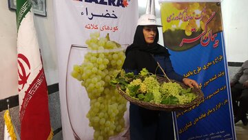 انتخاب خوشه برتر در شهر جهانی انگور