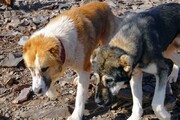 پناهگاه حیوانات برای کنترل جمعیت سگ‌های ولگرد در دزفول ساخته می‌شود