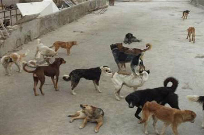 ۸۵۰ سگ ولگرد در قزوین جمع‌آوری شدند