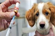 واکسیناسیون سگ ها علیه بیماری هاری در البرز