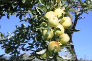 افزایش ۵۰ درصدی تولید سیب در اشنویه