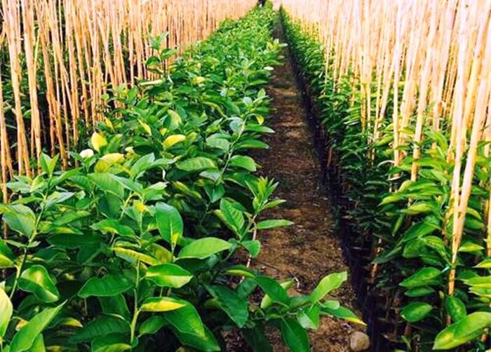 فضای سبز و نهال‌های نهالستان عمو محمد