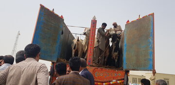 واردات روزانه دام از محل بازارچه‌های مرزی سیستان و بلوچستان به ۷۵۰ رأس رسید