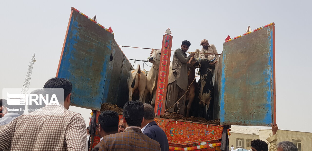 واردات روزانه دام از محل بازارچه‌های مرزی سیستان و بلوچستان به ۷۵۰ رأس رسید