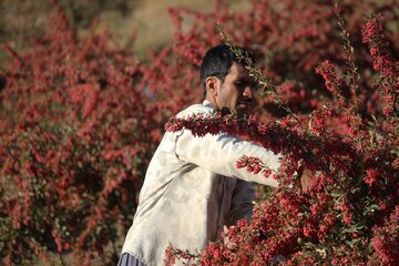 برداشت زرشک در خراسان جنوبی