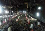 آتش سوزی یک واحد تولیدی در دامغان ۱۰ هزار قطعه مرغ را تلف کرد