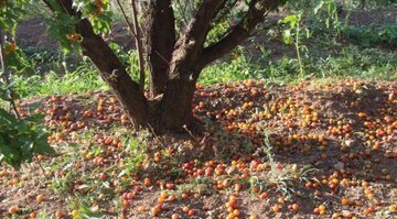 خسارت ۸۳ میلیارد تومانی طوفان به باغ‌های شهرستان اهر

