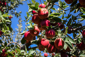 برداشت سیب از باغ‌های مهاباد ۶۰ درصد افزایش یافت