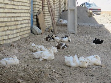 روستای قورت دره از توابع شهرستان بیجار