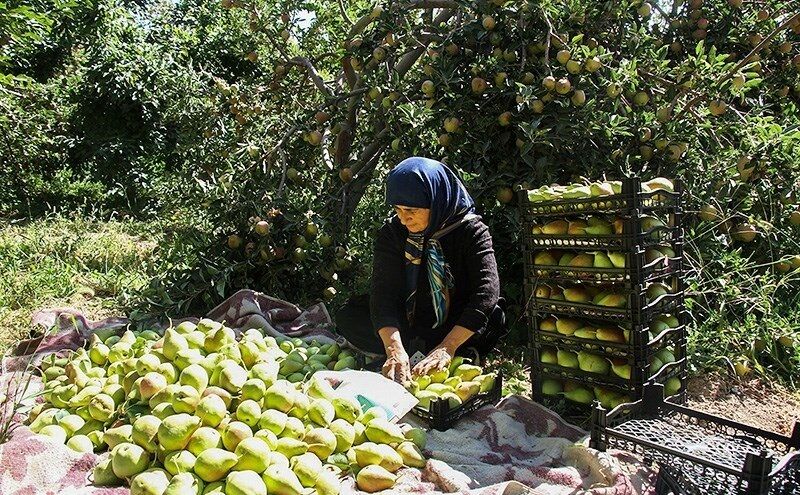 ۴۵۰۰ تن گلابی از باغهای آذربایجان غربی برداشت شد