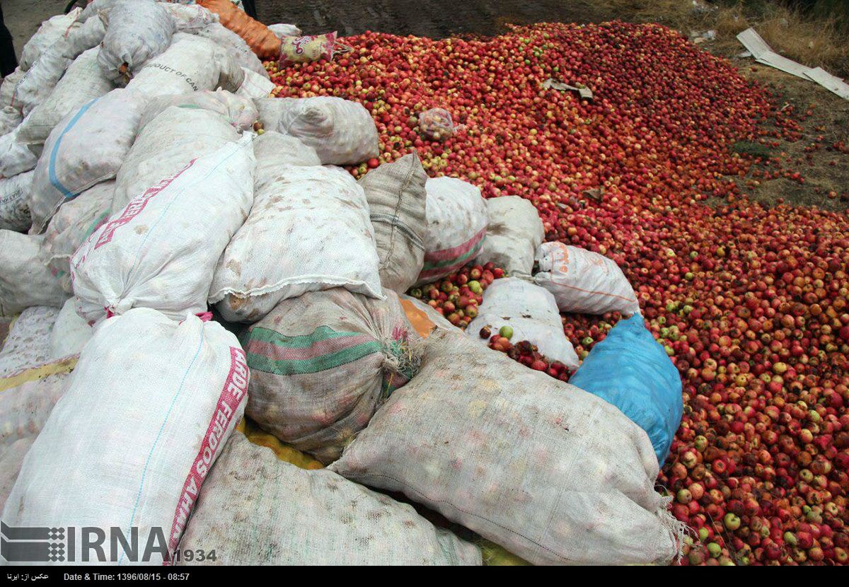 سیب اهر روی دست باغداران مانده است