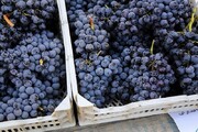 ۲۷ هزار تن انگور سیاه از تاکستان‌های سردشت برداشت می‌شود