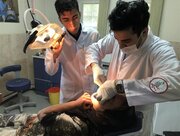 ۵۶۰ پزشک و کادر درمان اعزامی از فارس به زائران اربعین خدمات می‌دهند