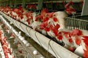 ایران دومین تولیدکننده تخم‌مرغ ارزان در جهان