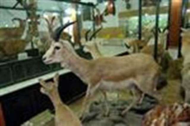 بازدید از موزه تاریخ طبیعی زنجان ۱۹ مهر ماه رایگان است