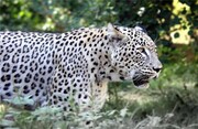 Иран и Армения развивают сотрудничество по восстановлению популяции переднеазиатского леопарда


